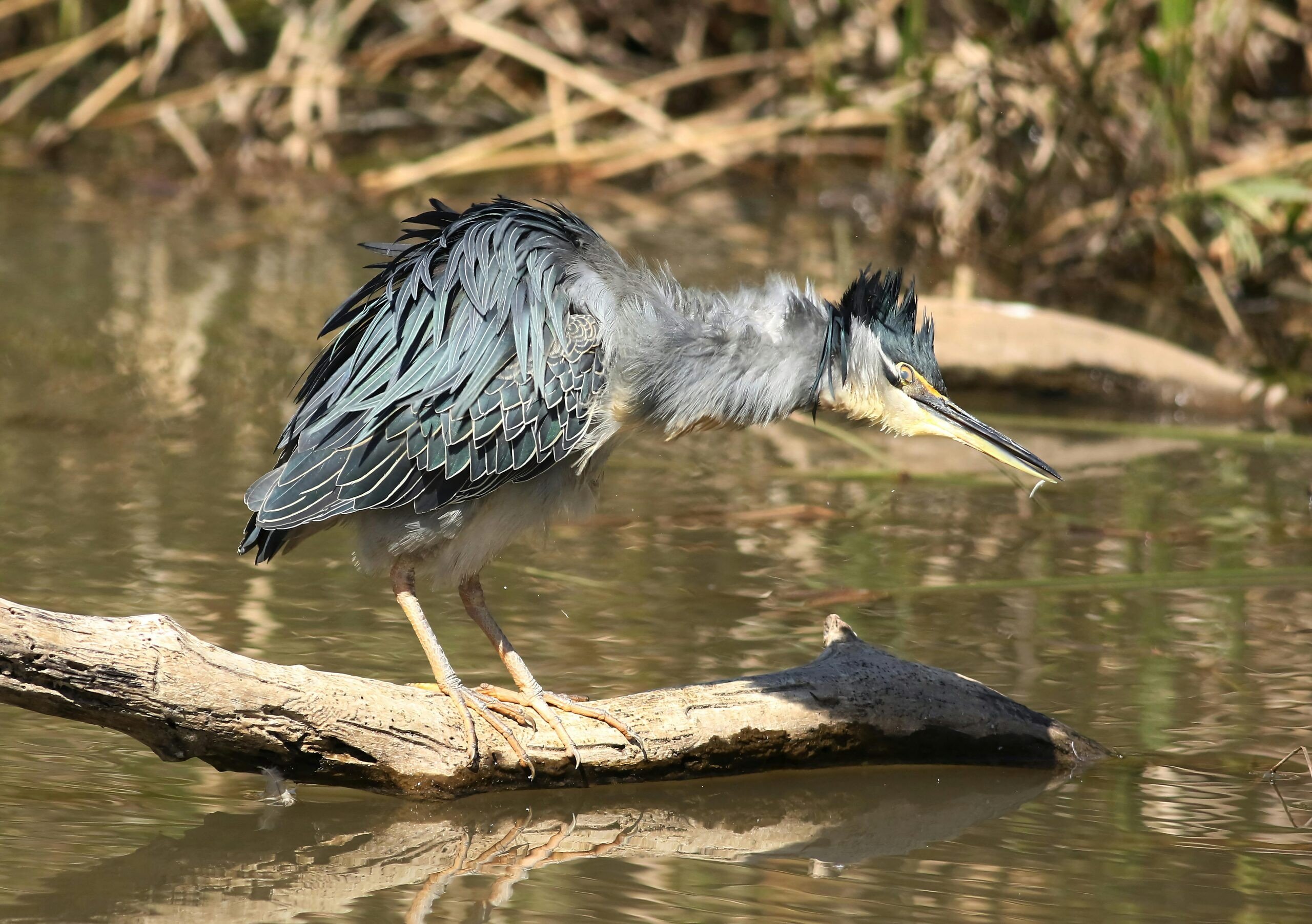 De Wijers nature reserve